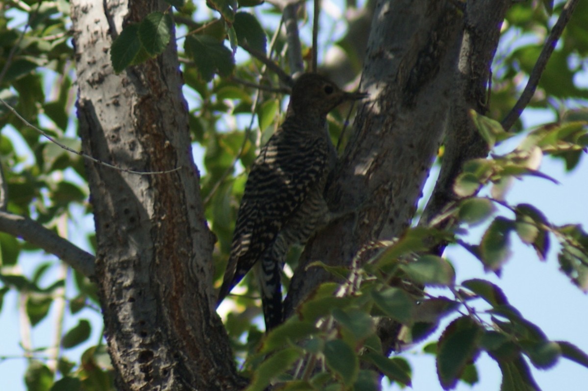 Williamson's Sapsucker - ML641658637