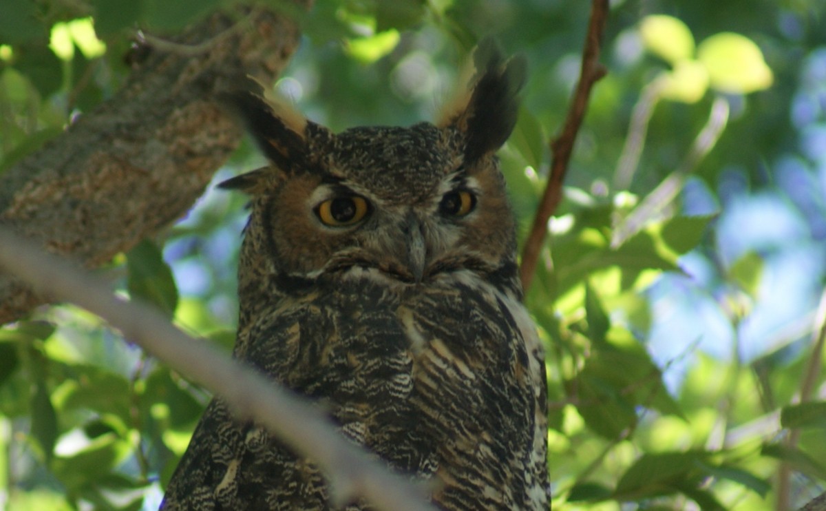 Great Horned Owl - ML641658666
