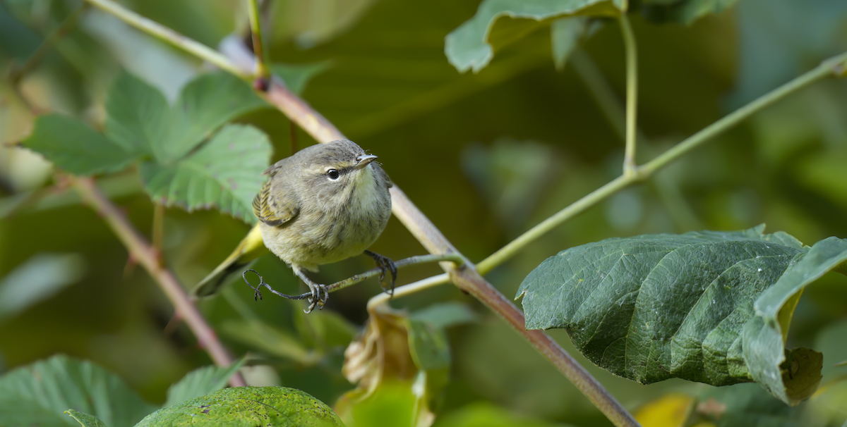 Palm Warbler - ML641658667