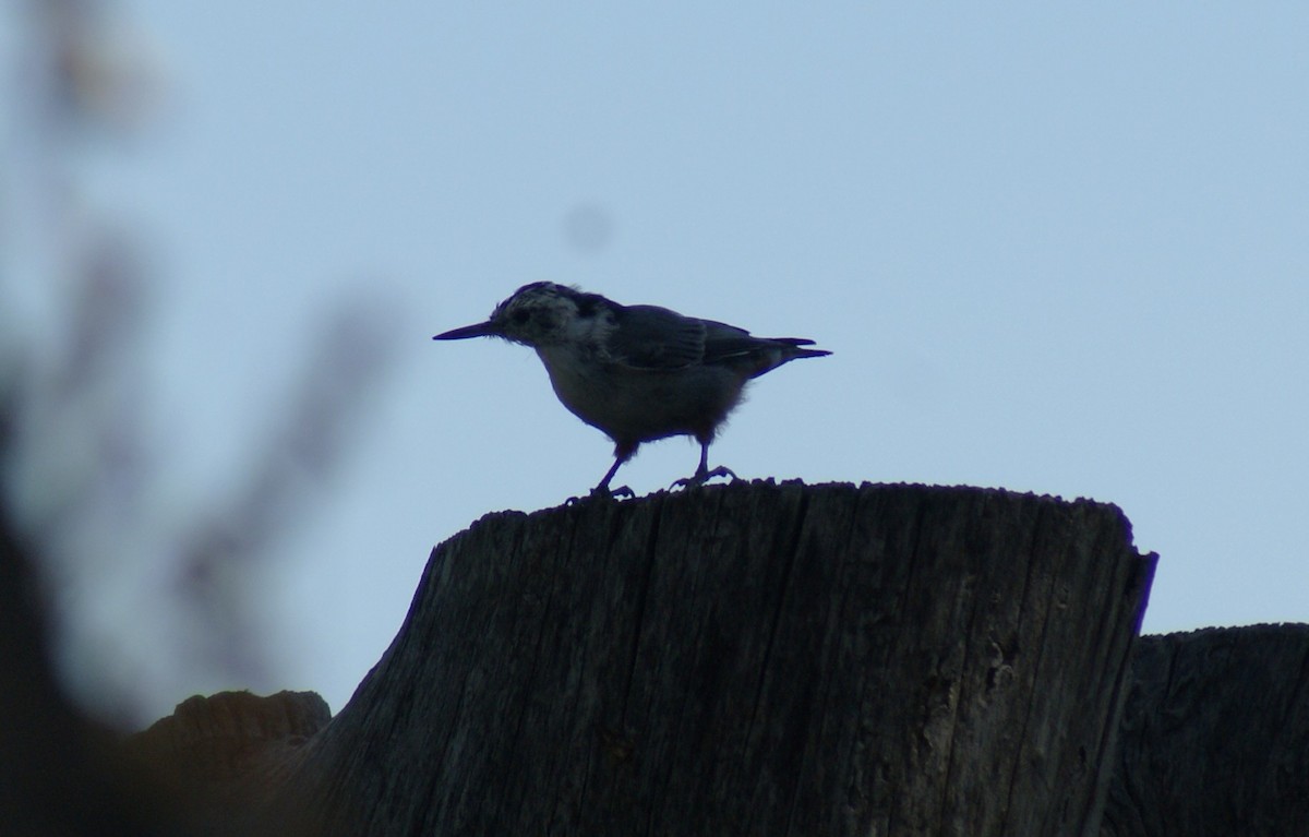 White-breasted Nuthatch (Interior West) - ML641658673
