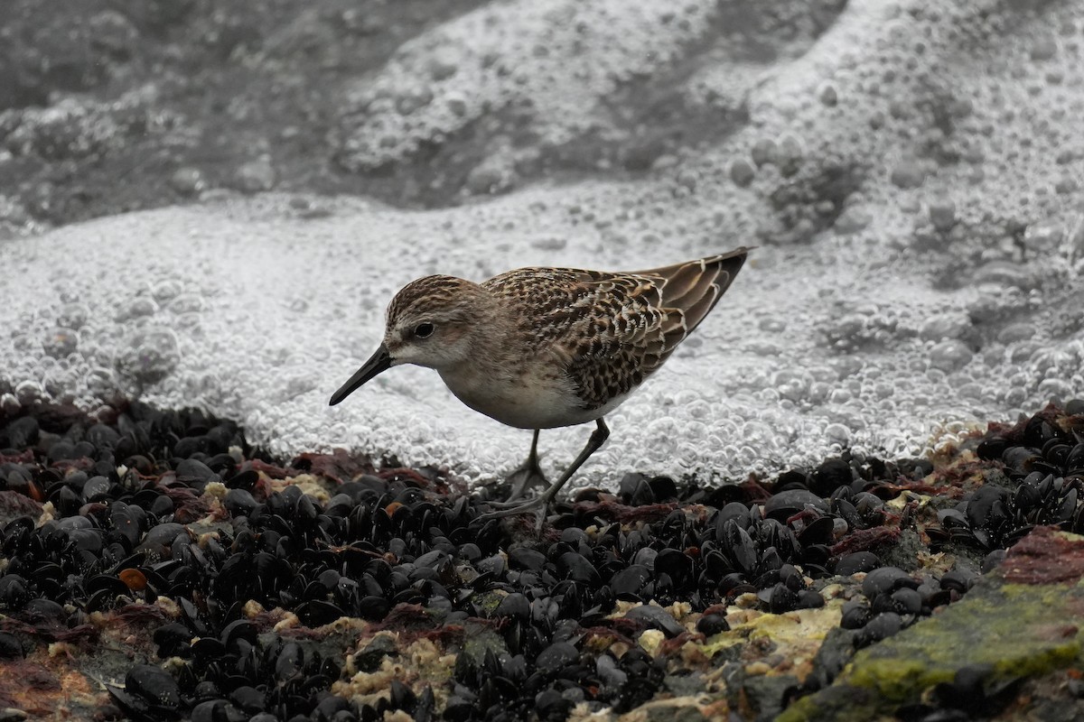 Semipalmated Sandpiper - ML641658697