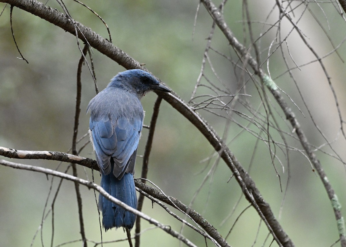 Mexican Jay (Arizona) - ML641658797