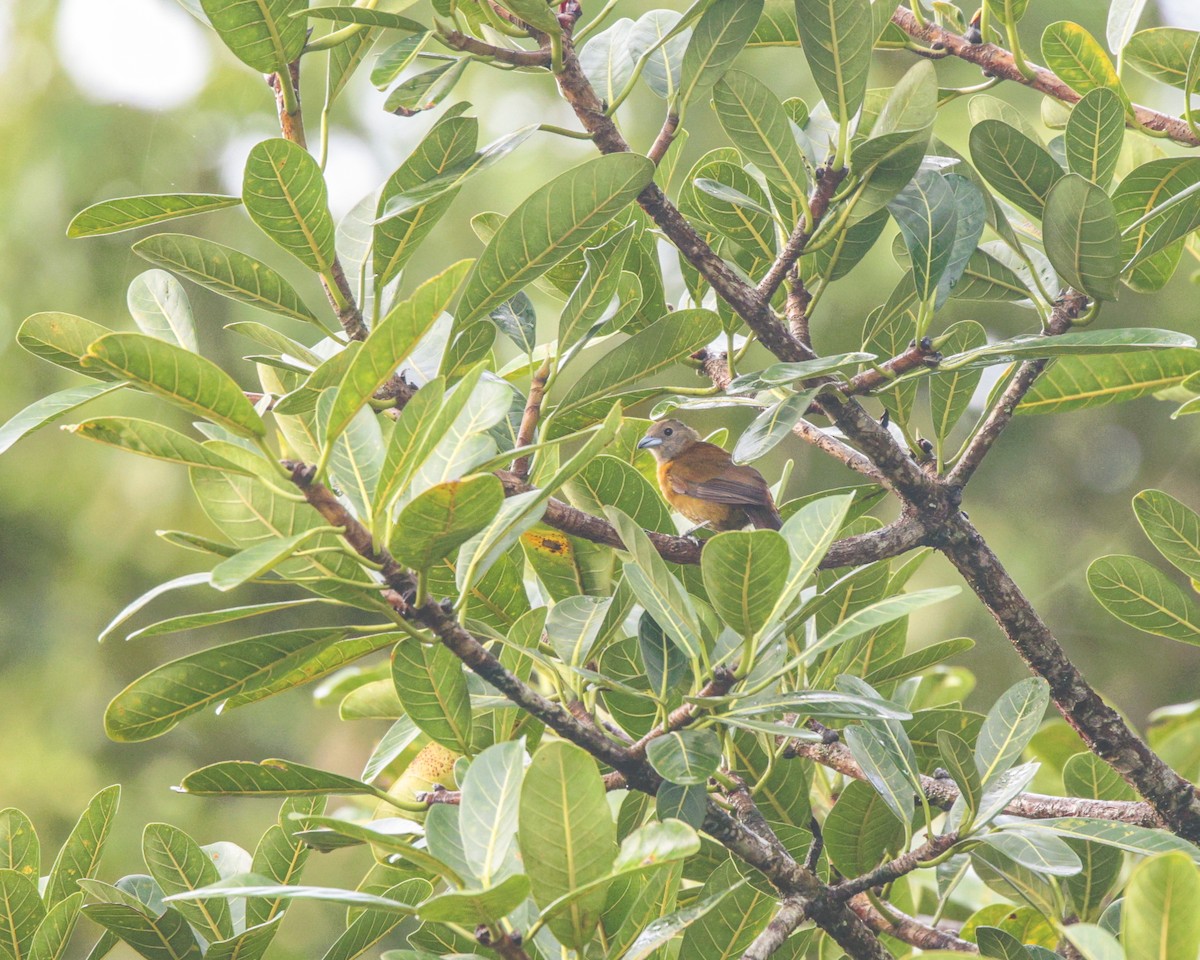 Scarlet-rumped Tanager (Passerini's) - ML641658825
