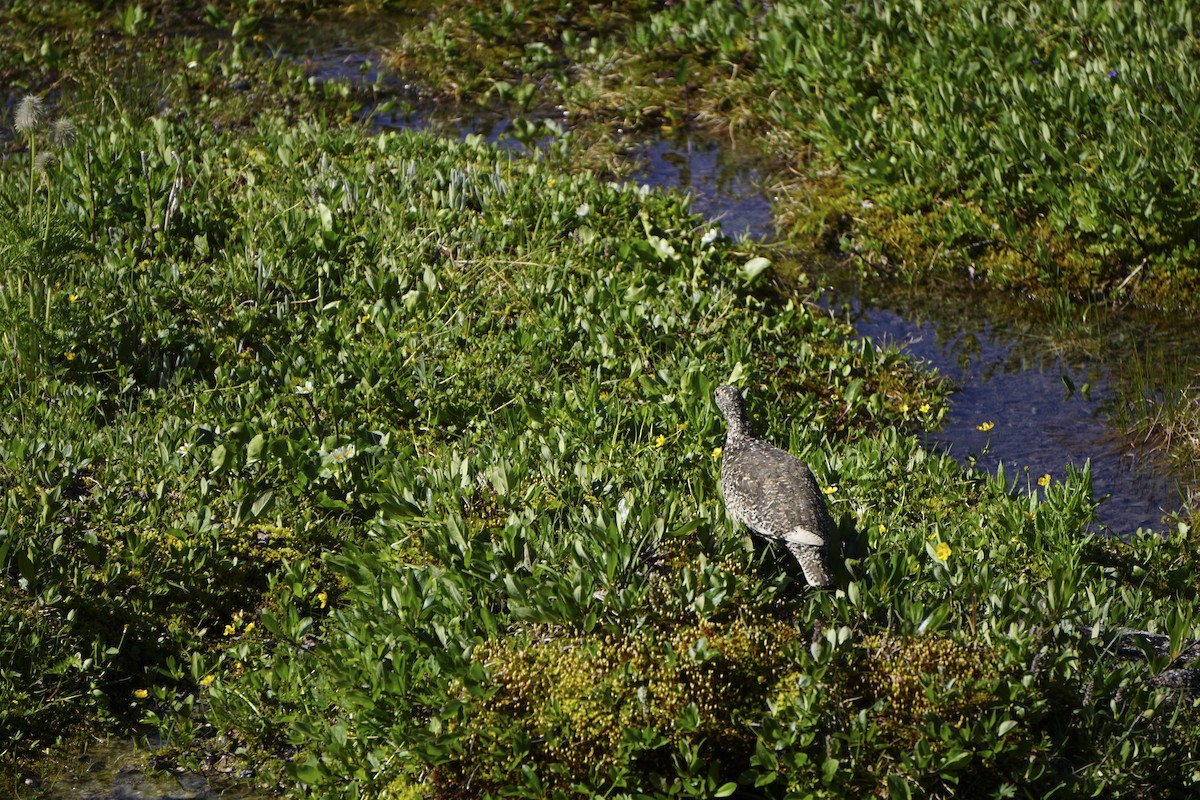 White-tailed Ptarmigan - ML641658829
