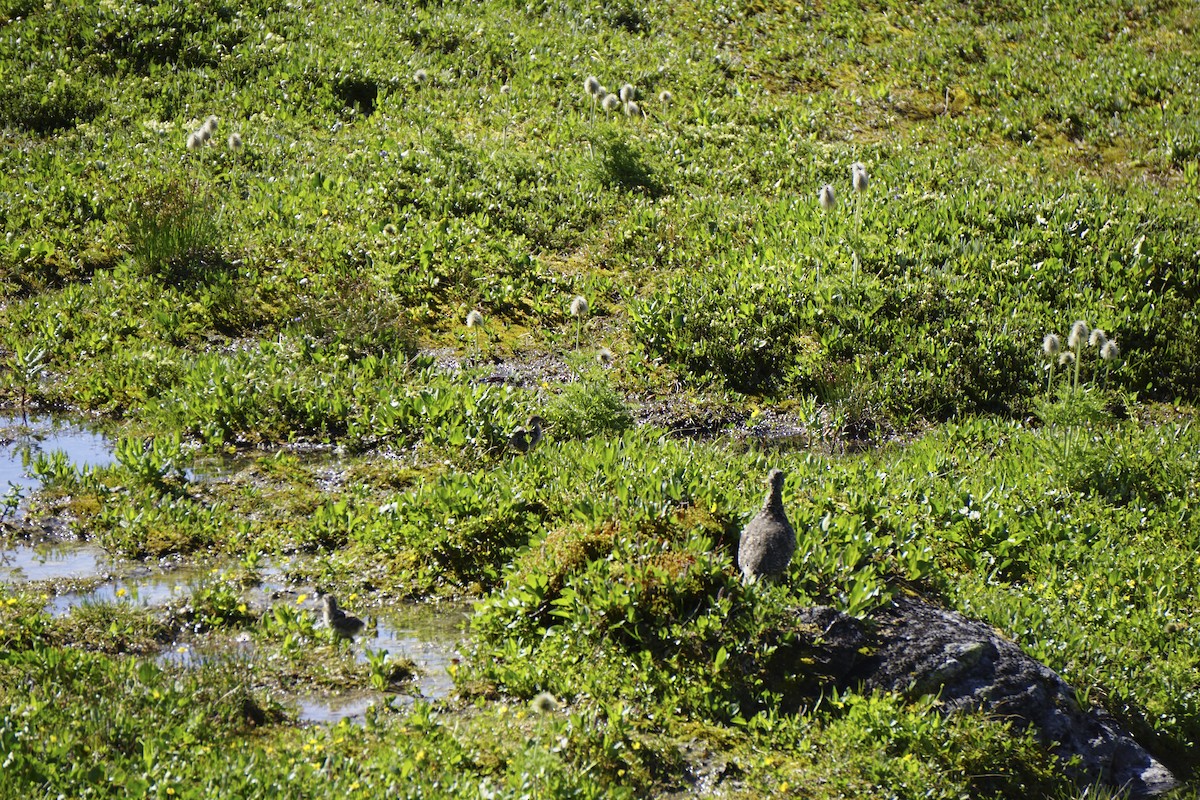 White-tailed Ptarmigan - ML641658831