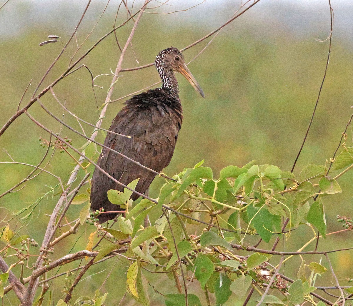 Limpkin - ML641658861