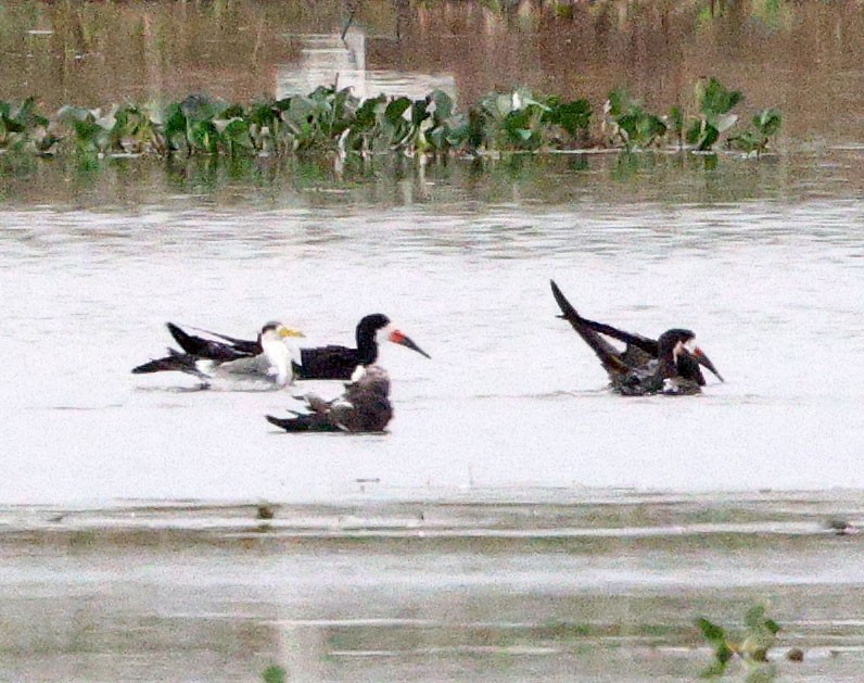 Black Skimmer - ML641658867