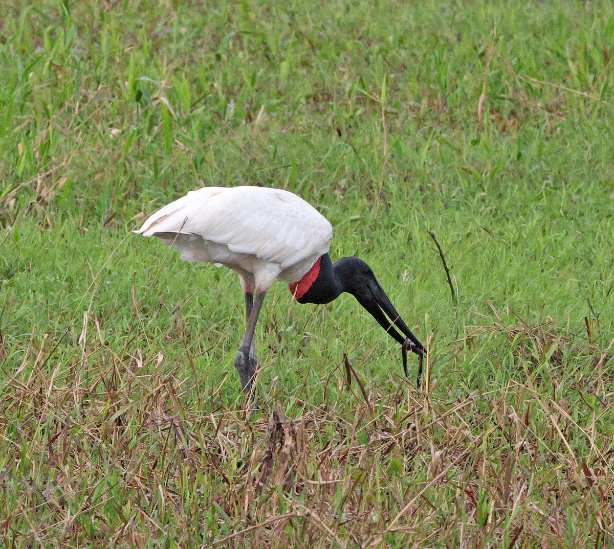 Jabiru - ML641658872