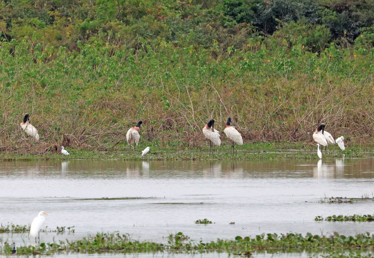 Jabiru - ML641658873