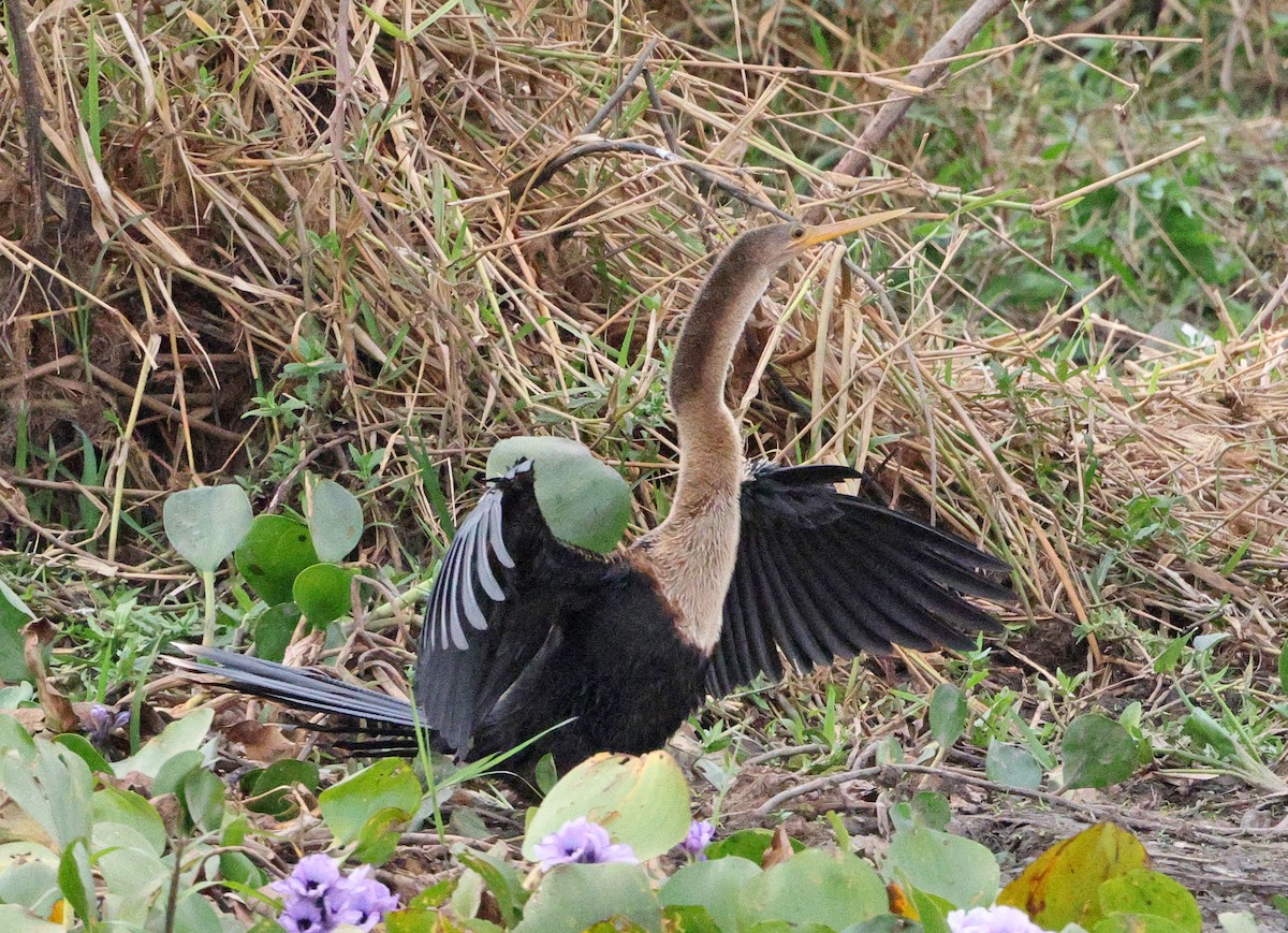 Anhinga - ML641658877