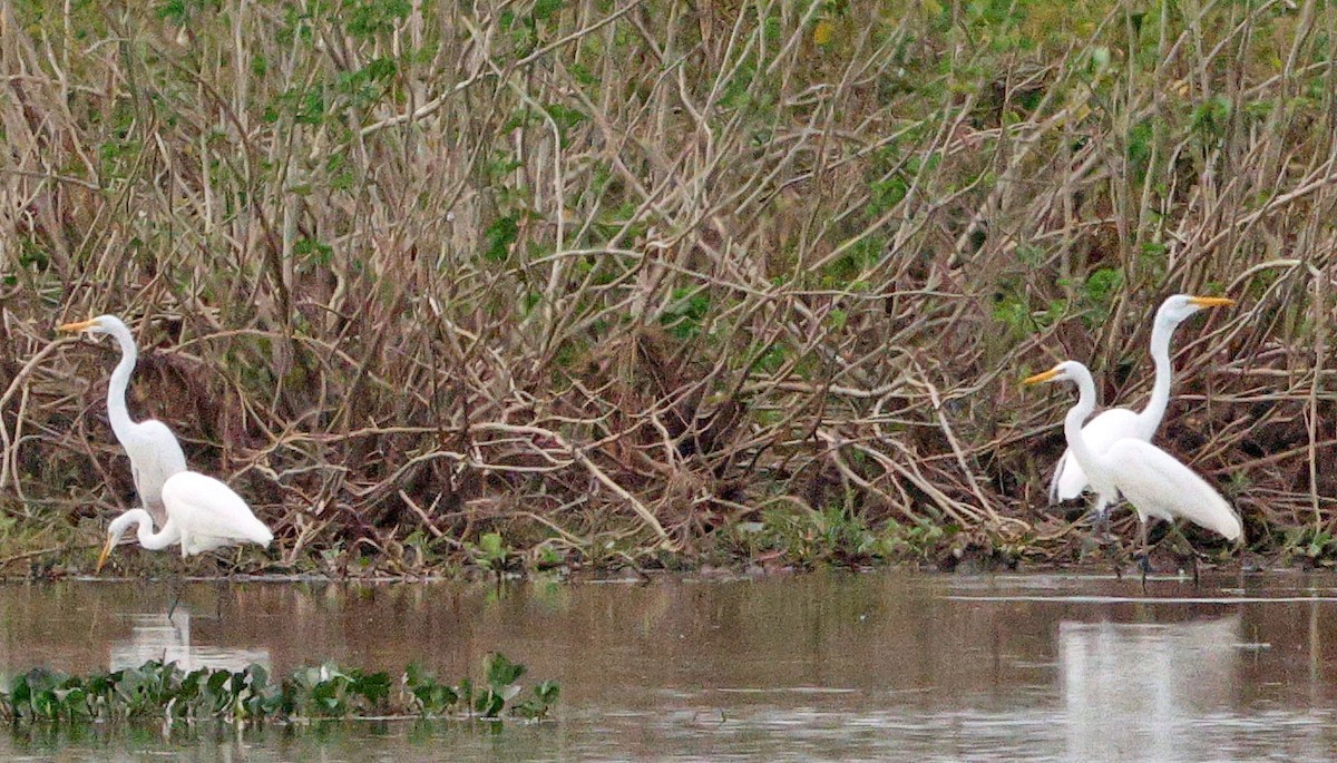 Great Egret - ML641658894
