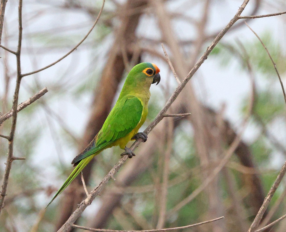 Peach-fronted Parakeet - ML641658901