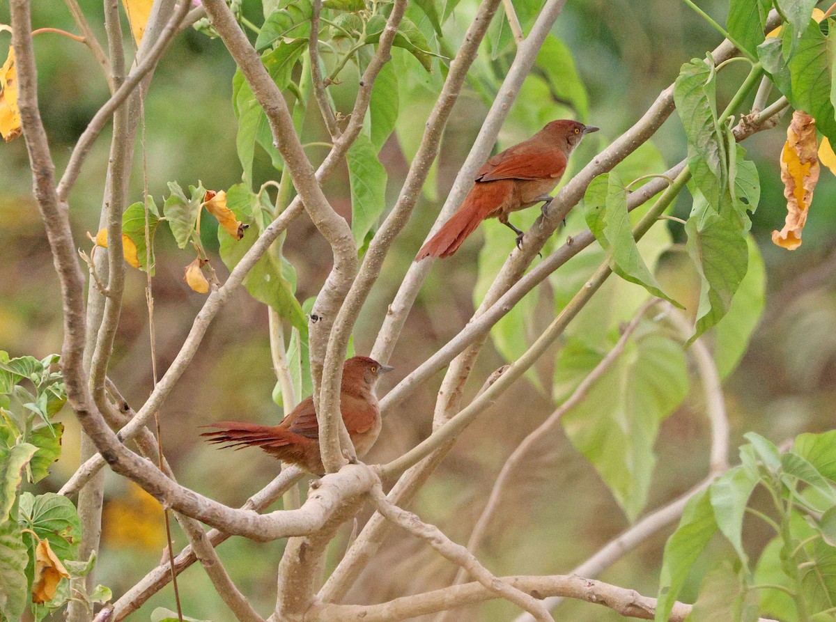 Greater Thornbird - ML641658905