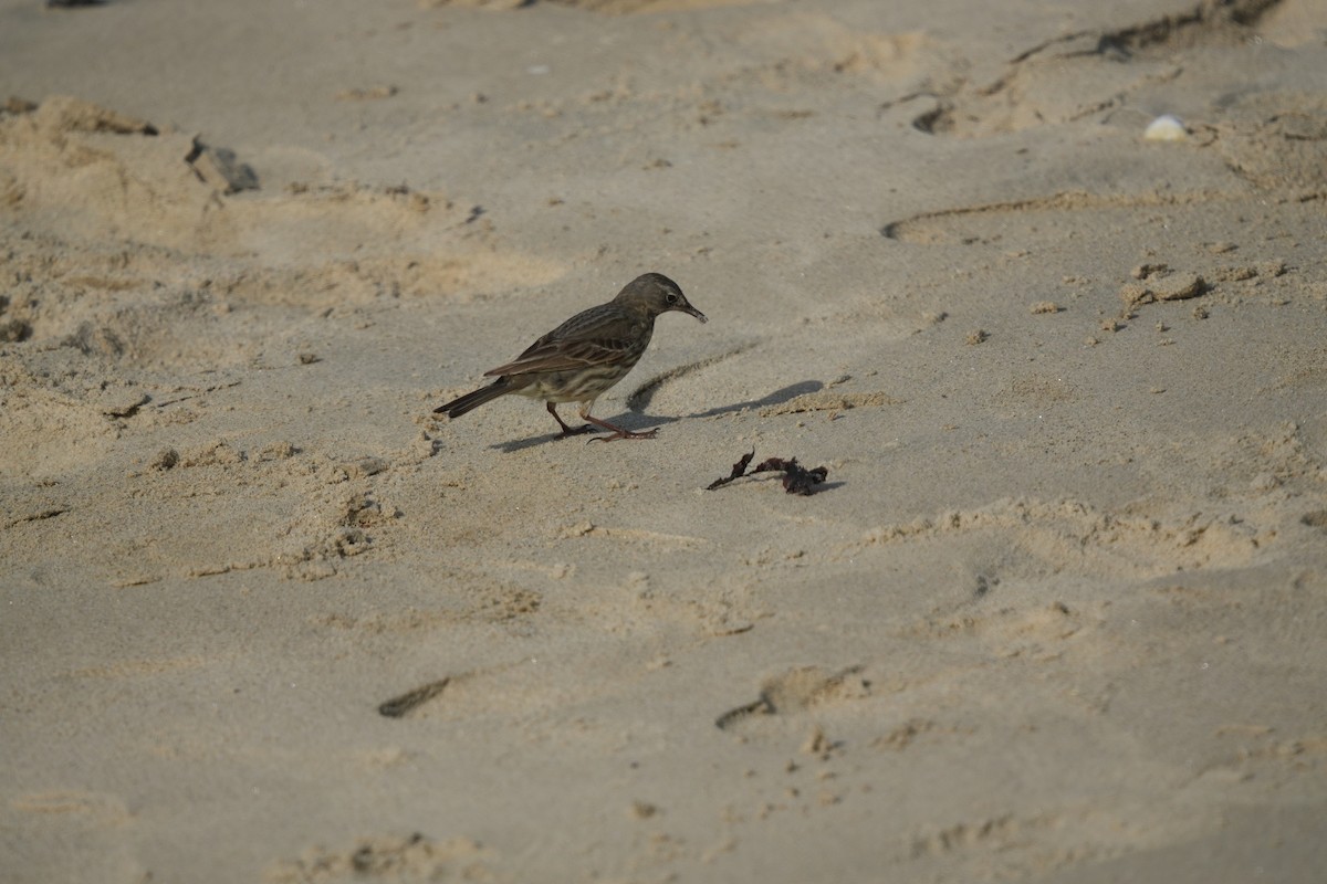 Rock Pipit - ML641658914