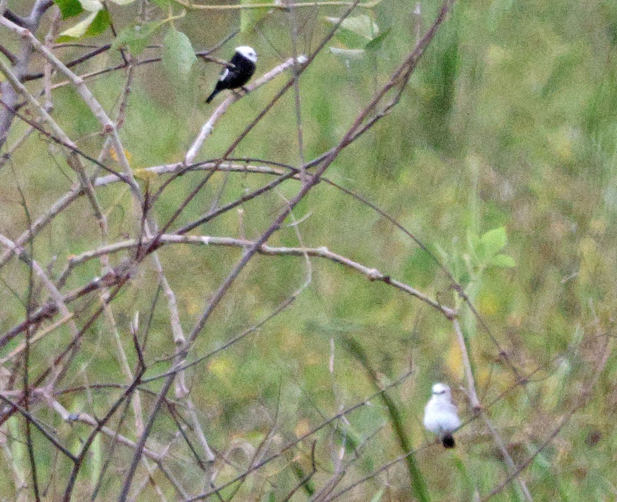 White-headed Marsh Tyrant - ML641658915