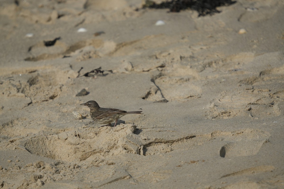 Rock Pipit - ML641658916