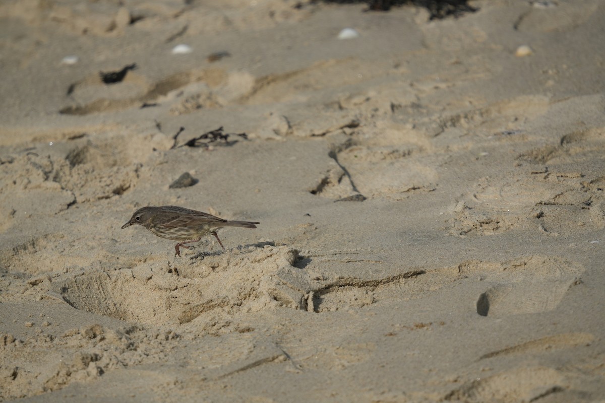 Rock Pipit - ML641658921