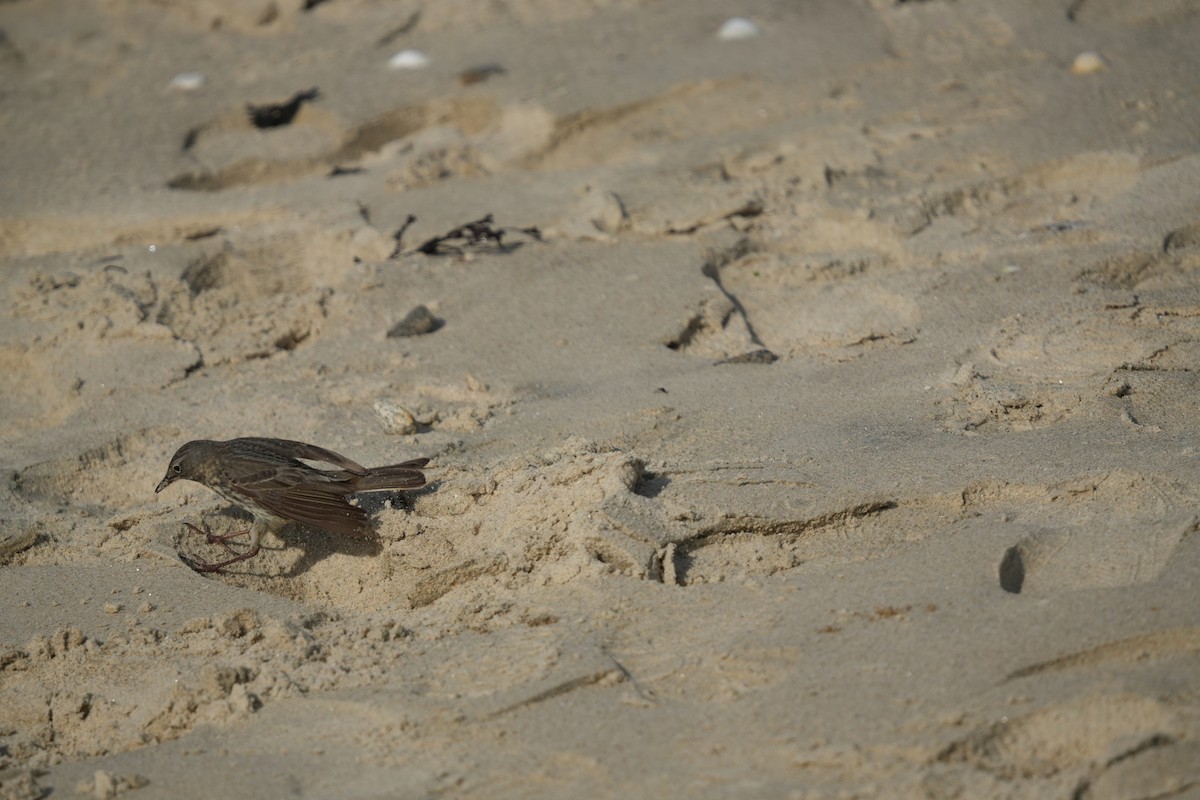 Rock Pipit - ML641658922