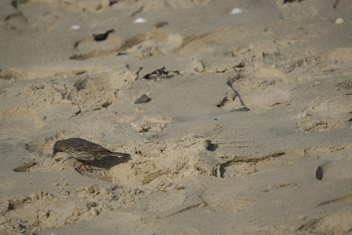 Rock Pipit - ML641658923