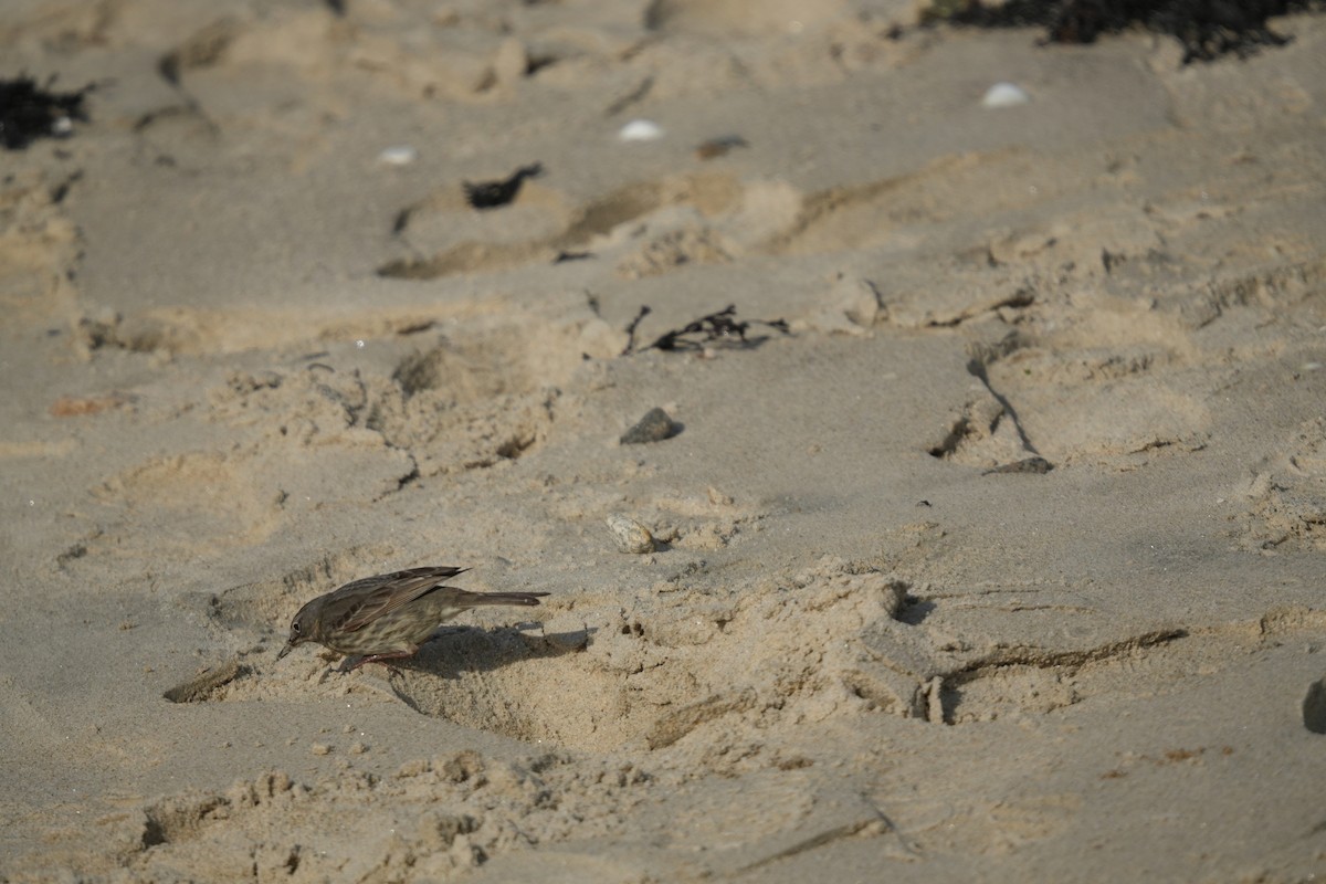 Rock Pipit - ML641658926