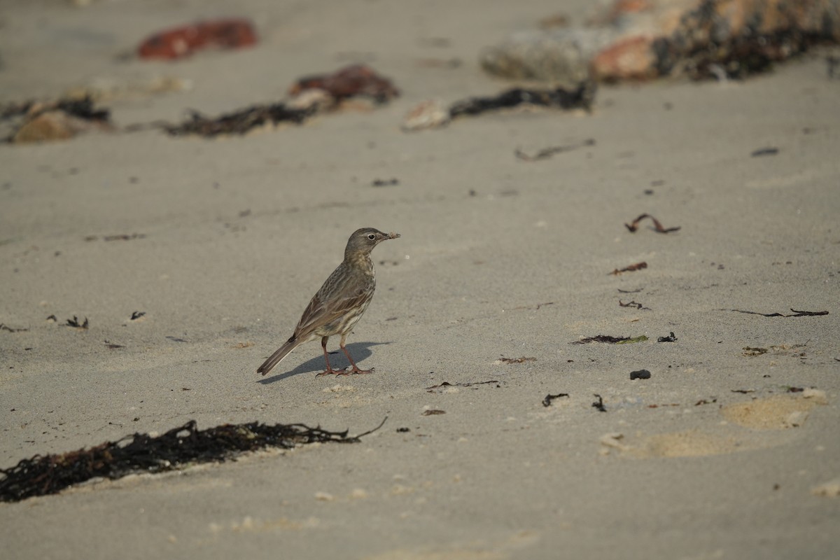 Rock Pipit - ML641658927