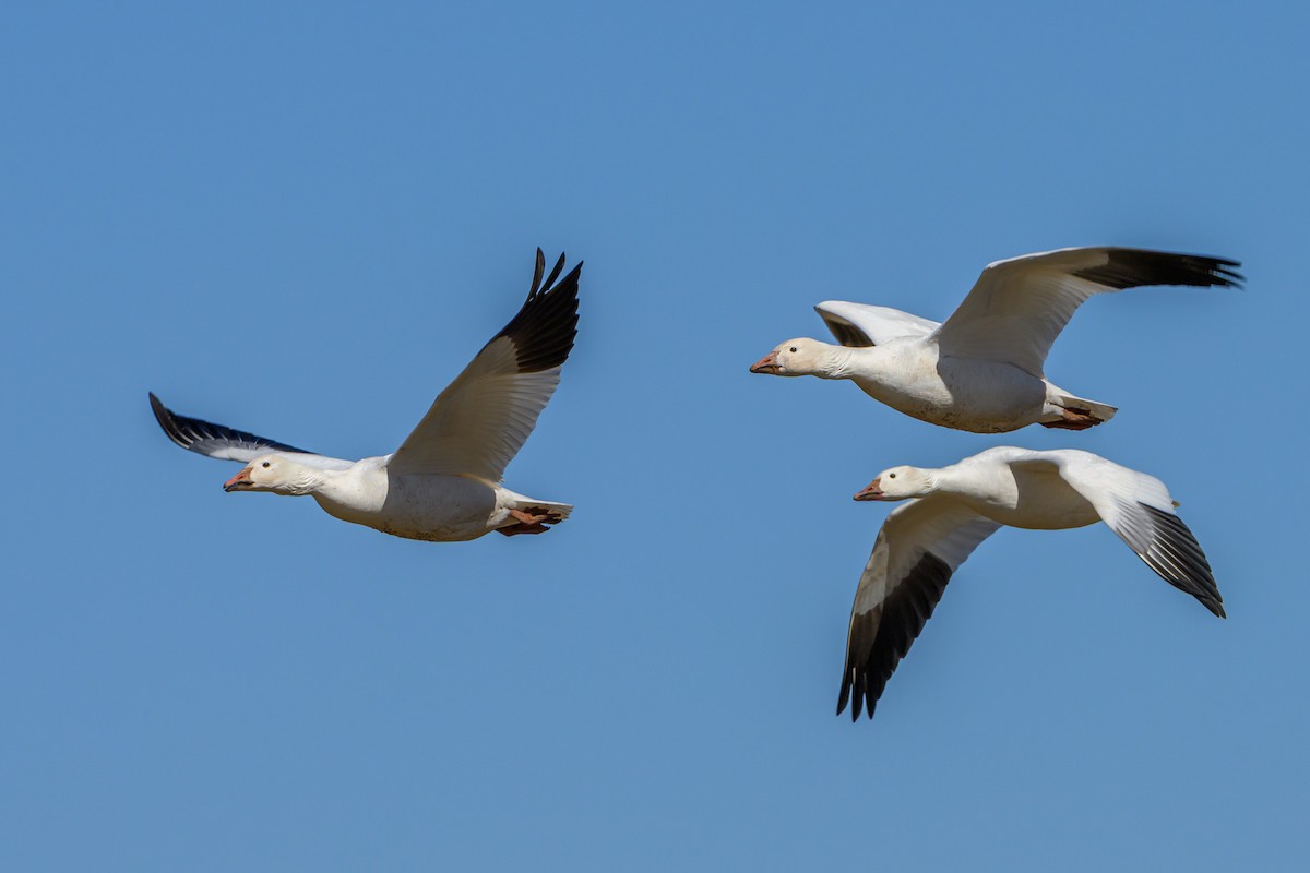 Snow Goose - ML641658928