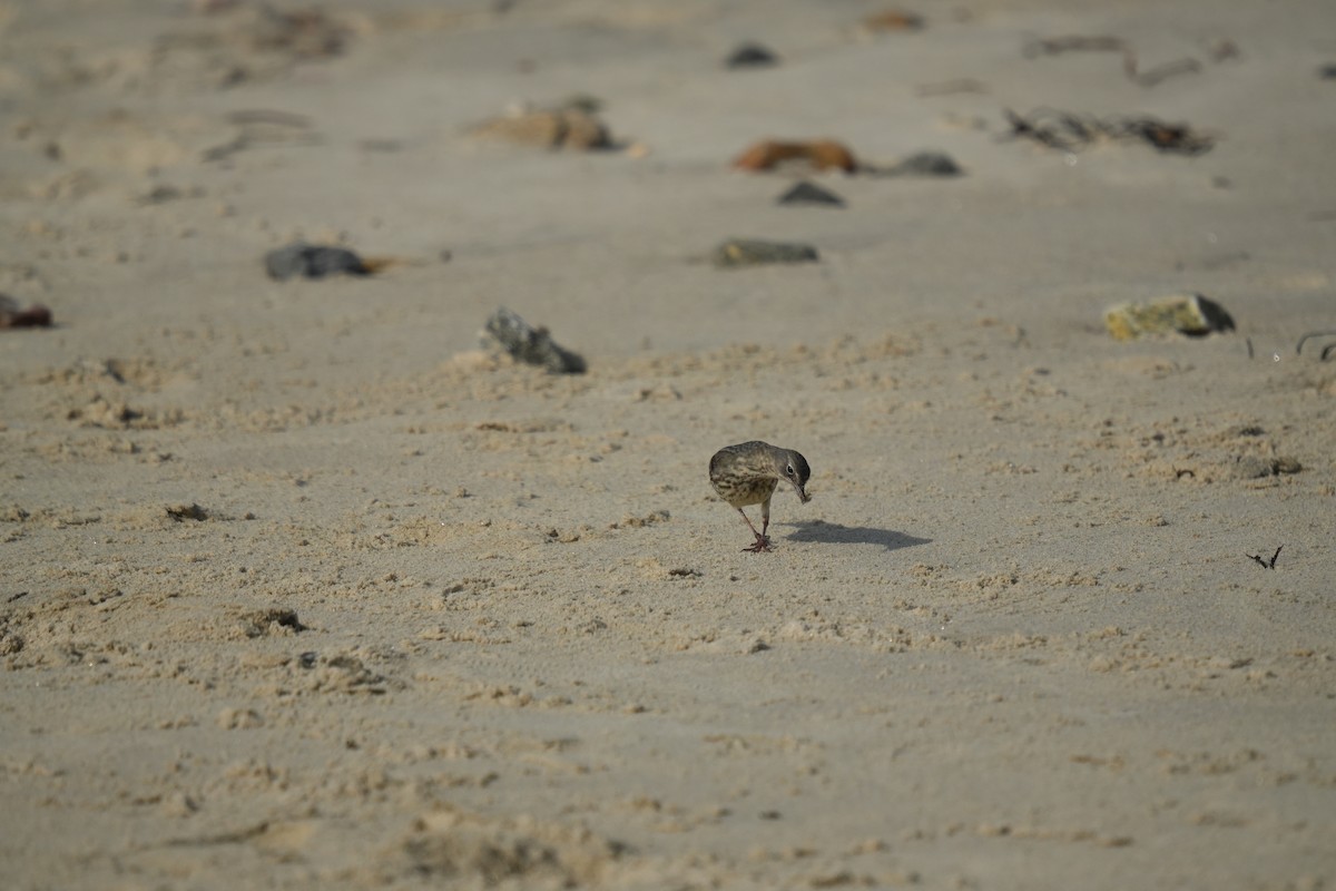 Rock Pipit - ML641658929