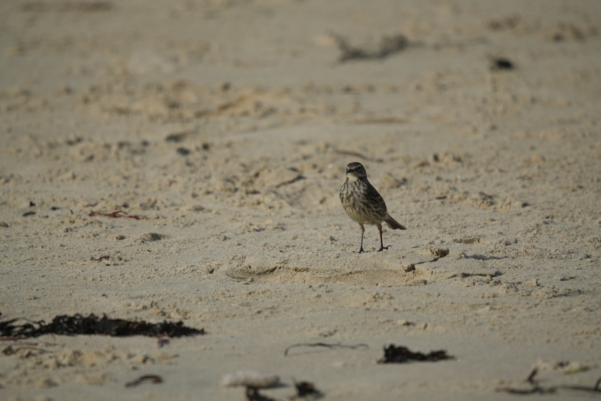 Rock Pipit - ML641658930