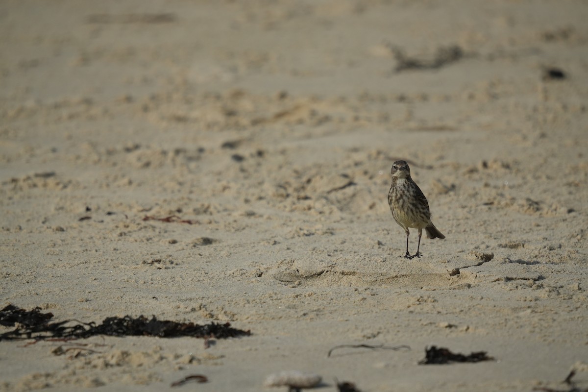 Rock Pipit - ML641658940