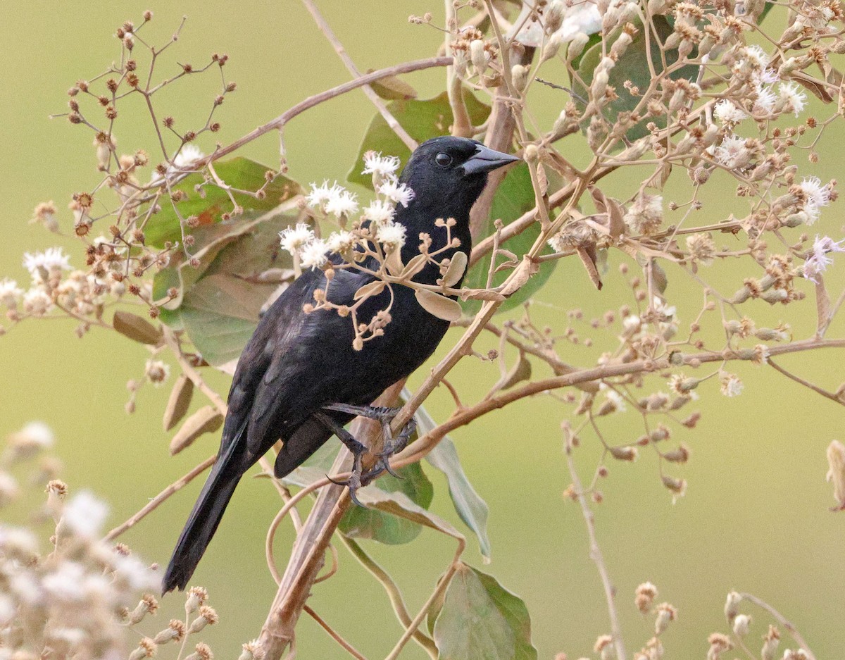 Unicolored Blackbird - ML641658941