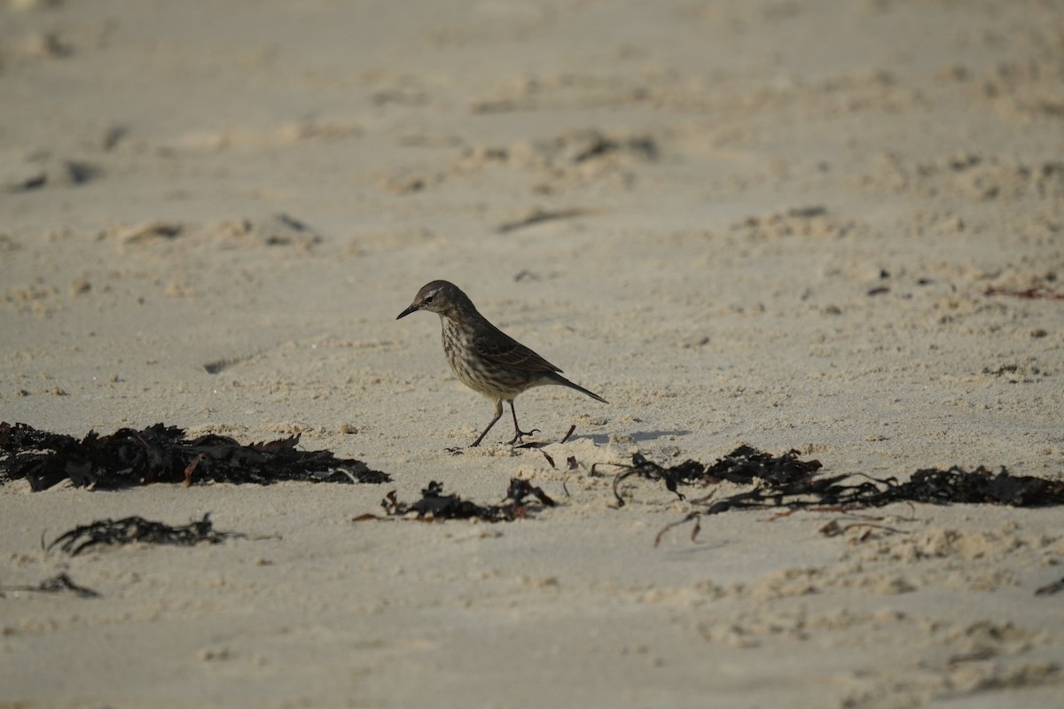 Rock Pipit - ML641658942