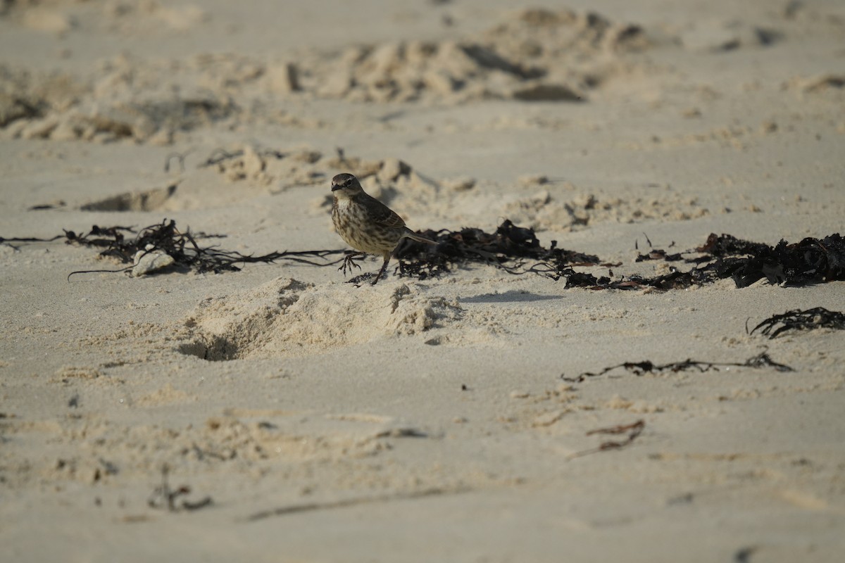 Rock Pipit - ML641658943