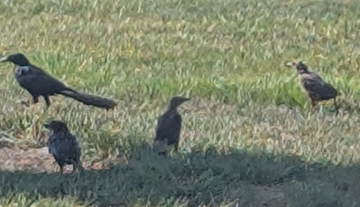 Great-tailed Grackle - ML641658944