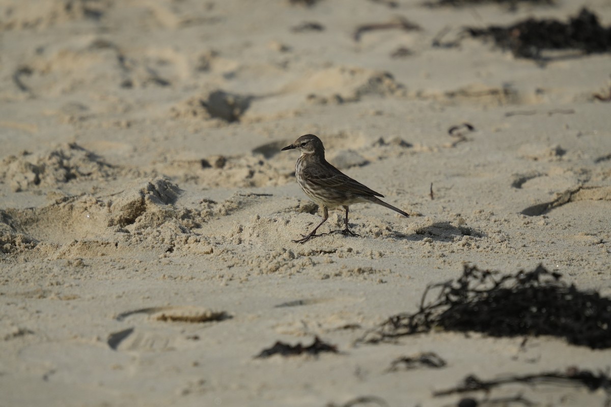 Rock Pipit - ML641658945