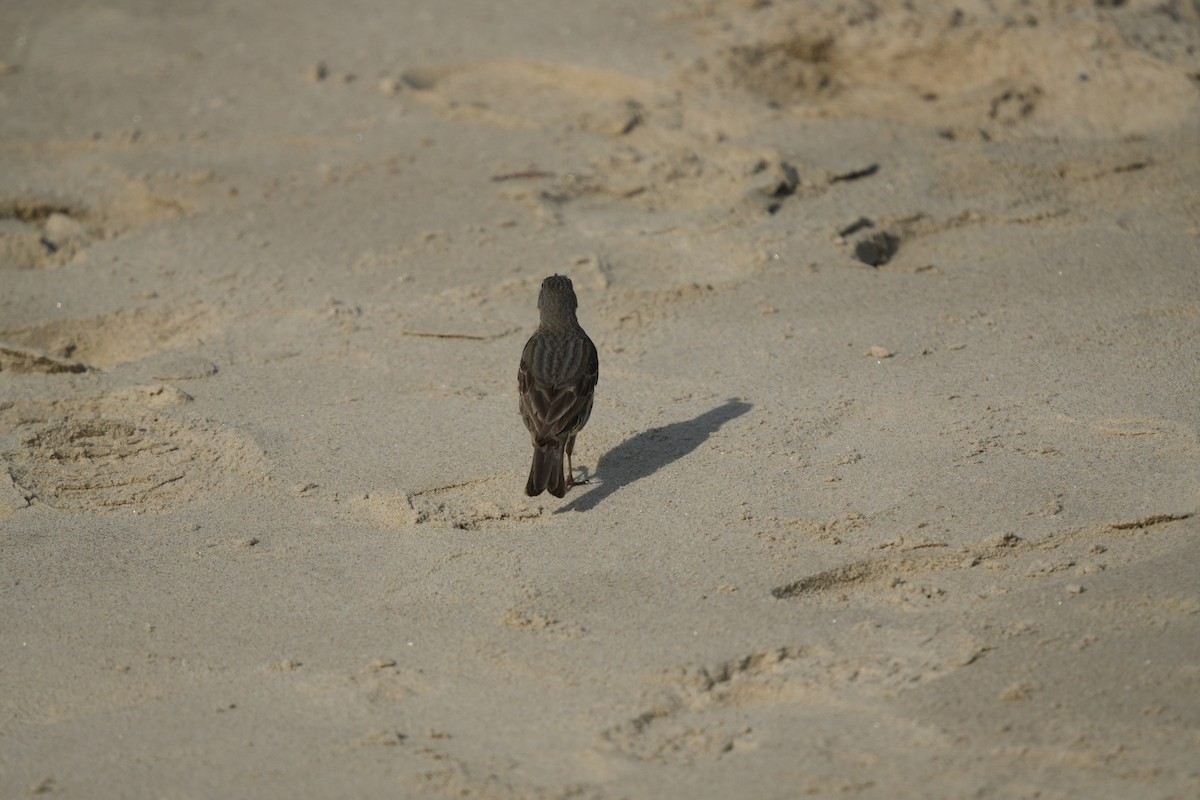 Rock Pipit - ML641658953
