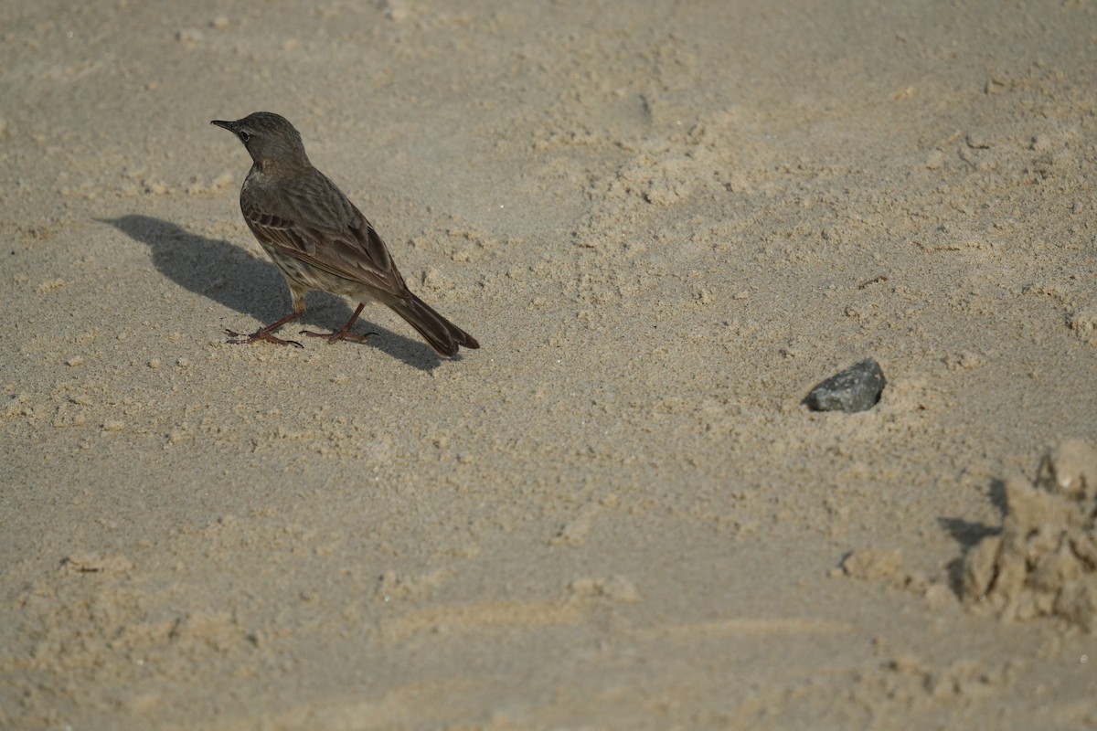 Rock Pipit - ML641658954