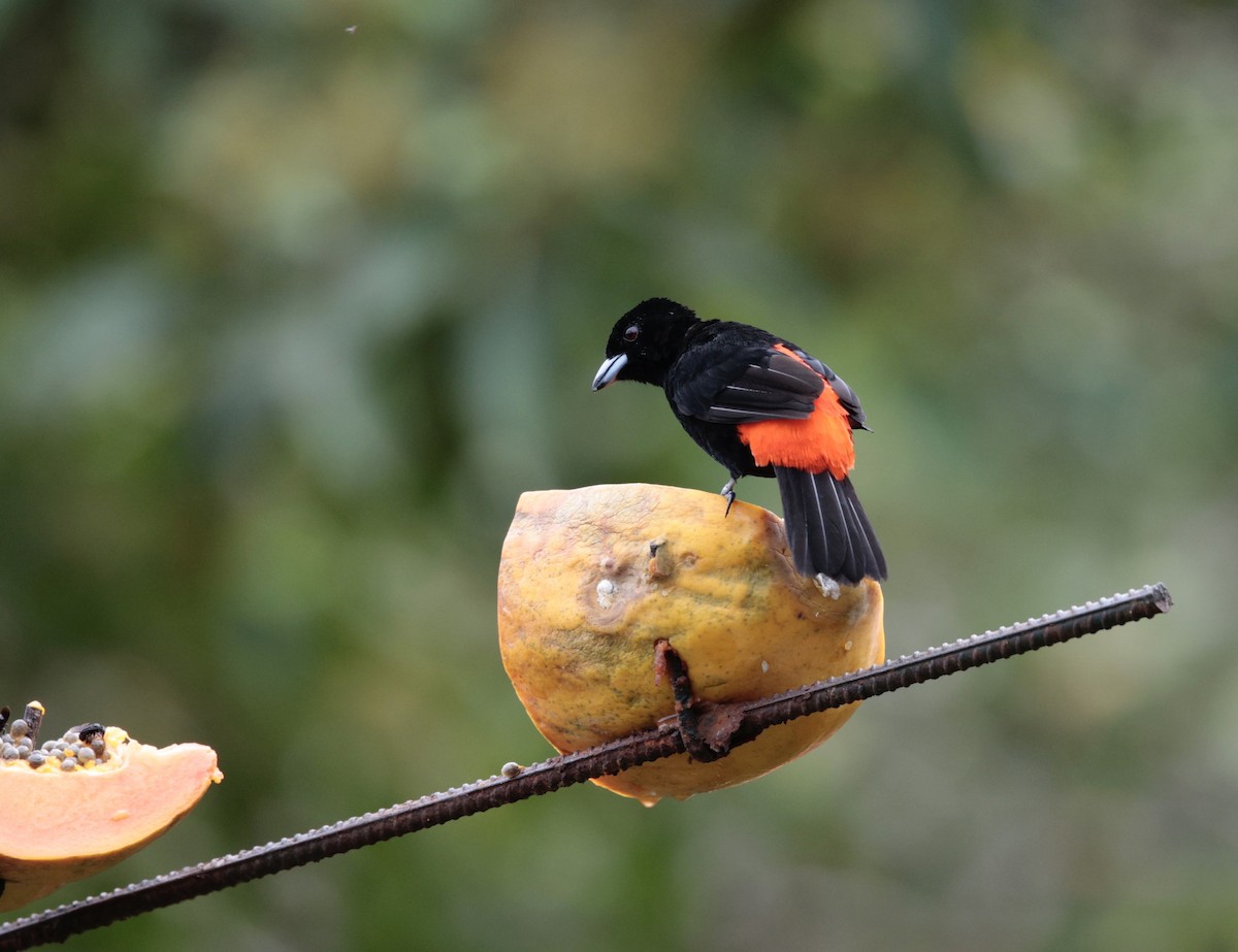 Scarlet-rumped Tanager (Passerini's) - ML641658958