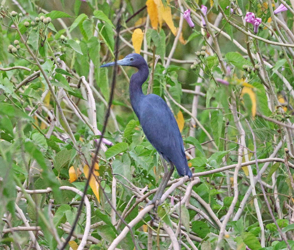 Little Blue Heron - ML641658971