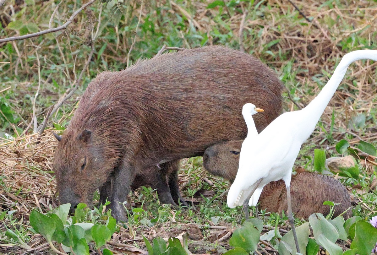 Capybara - ML641658974