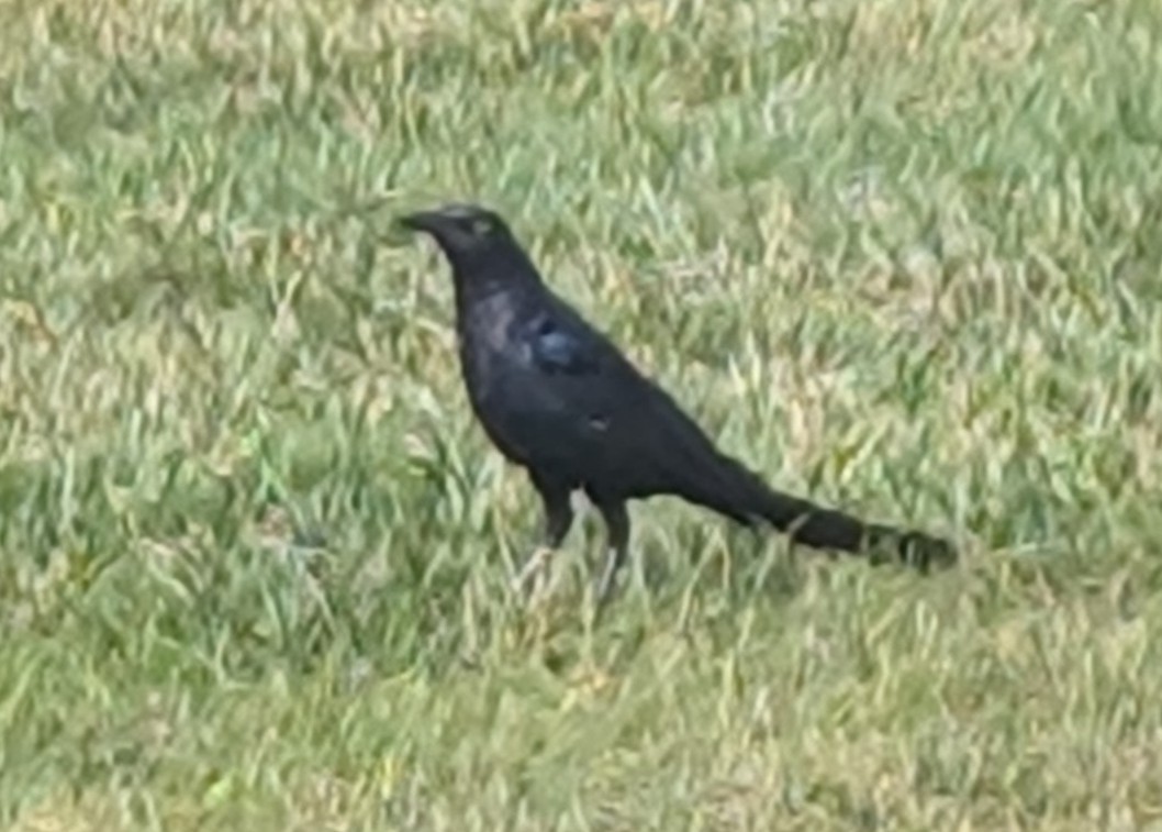 Great-tailed Grackle - ML641658984