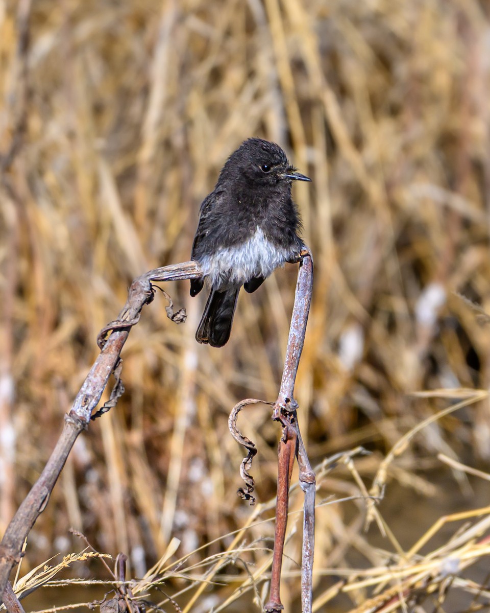 Black Phoebe - ML641659015