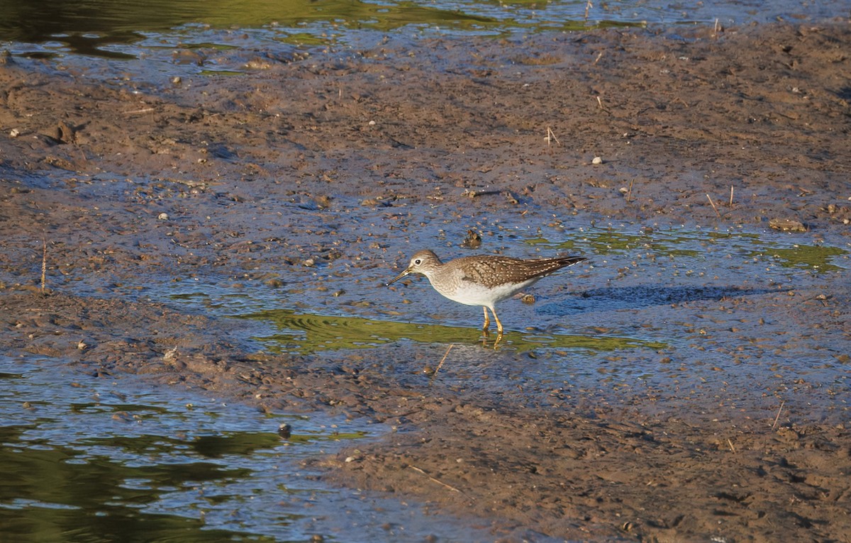 コシグロクサシギ - ML641659027