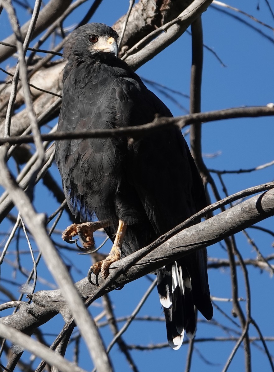 Common Black Hawk - ML641659040