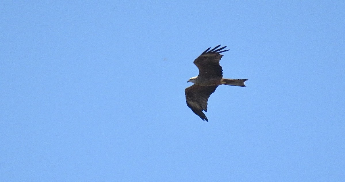 黑鳶(migrans群) - ML641659045