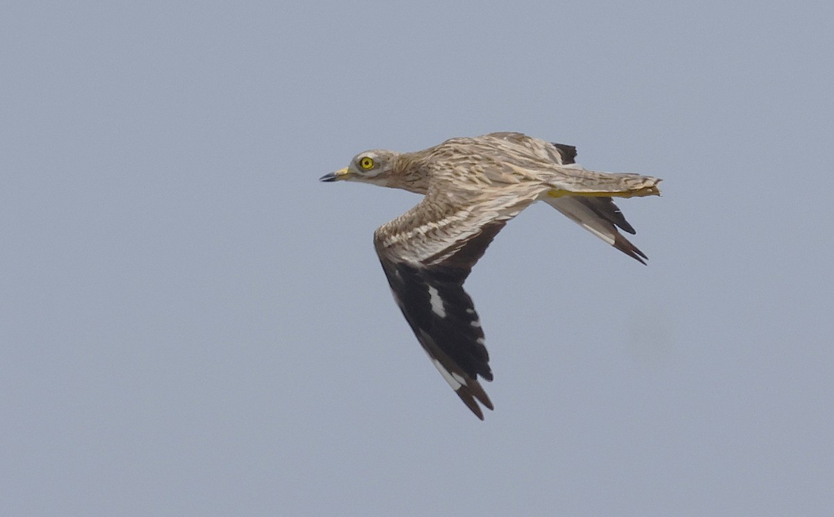 Эгэл шарандан - ML641659048