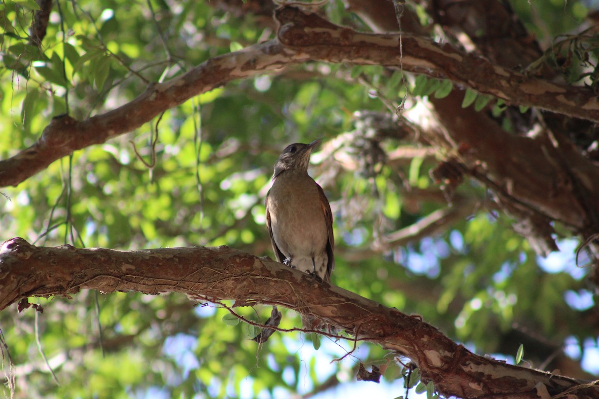Pale-breasted Thrush - ML641659049