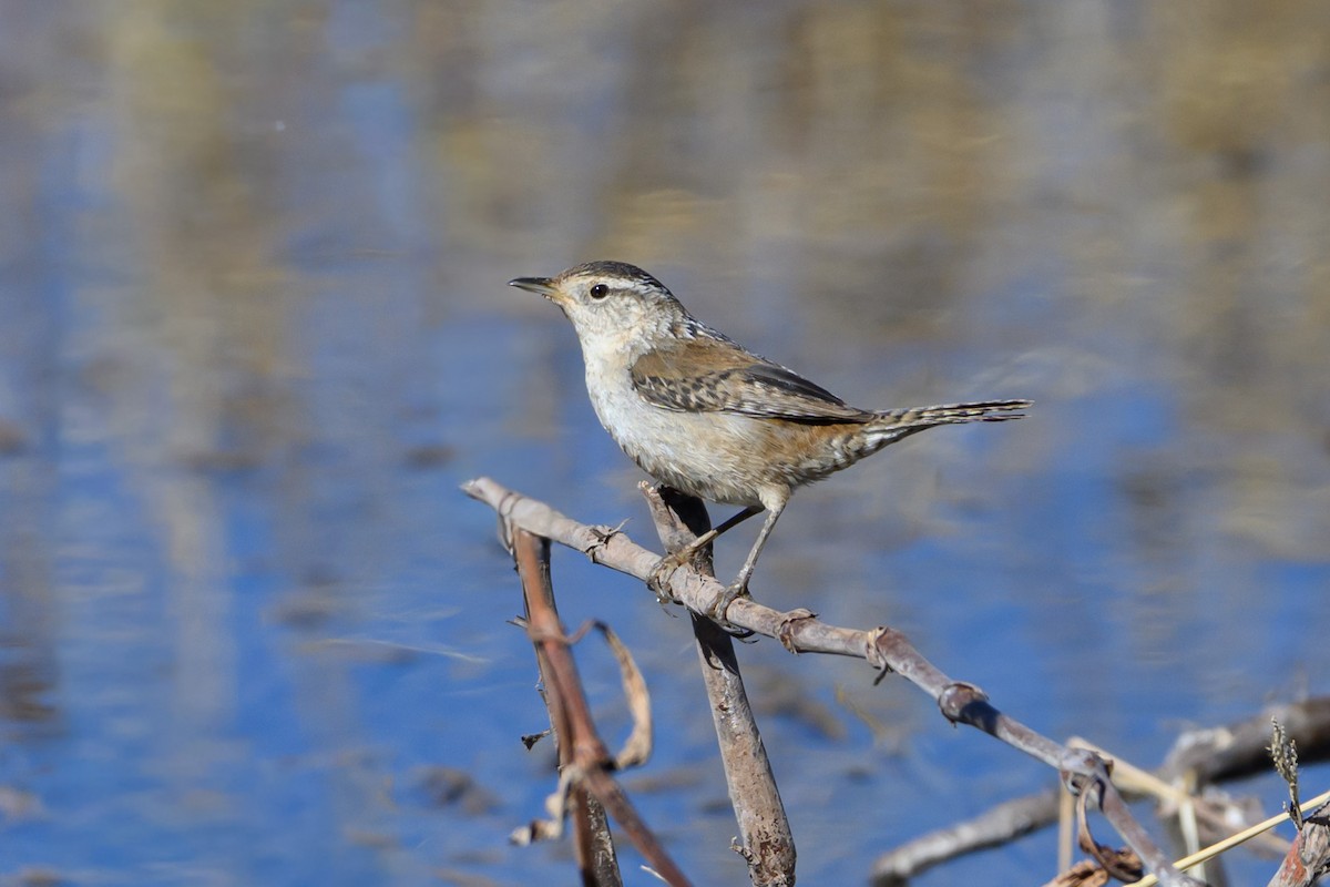 Marsh Wren - ML641659054