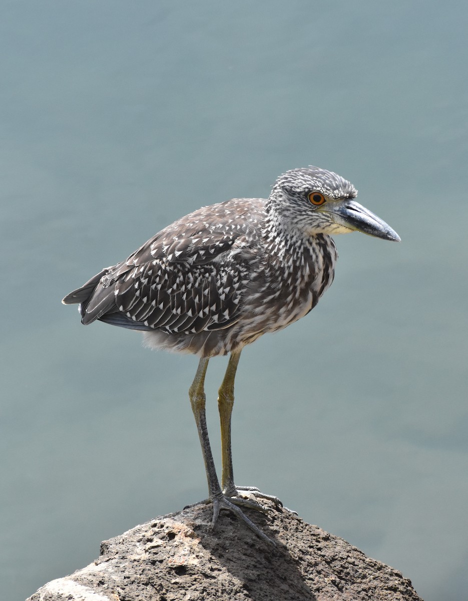 Yellow-crowned Night Heron - ML641659078