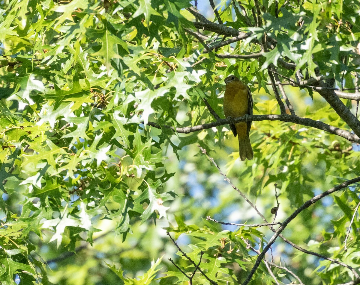 Baltimore Oriole - ML641659090