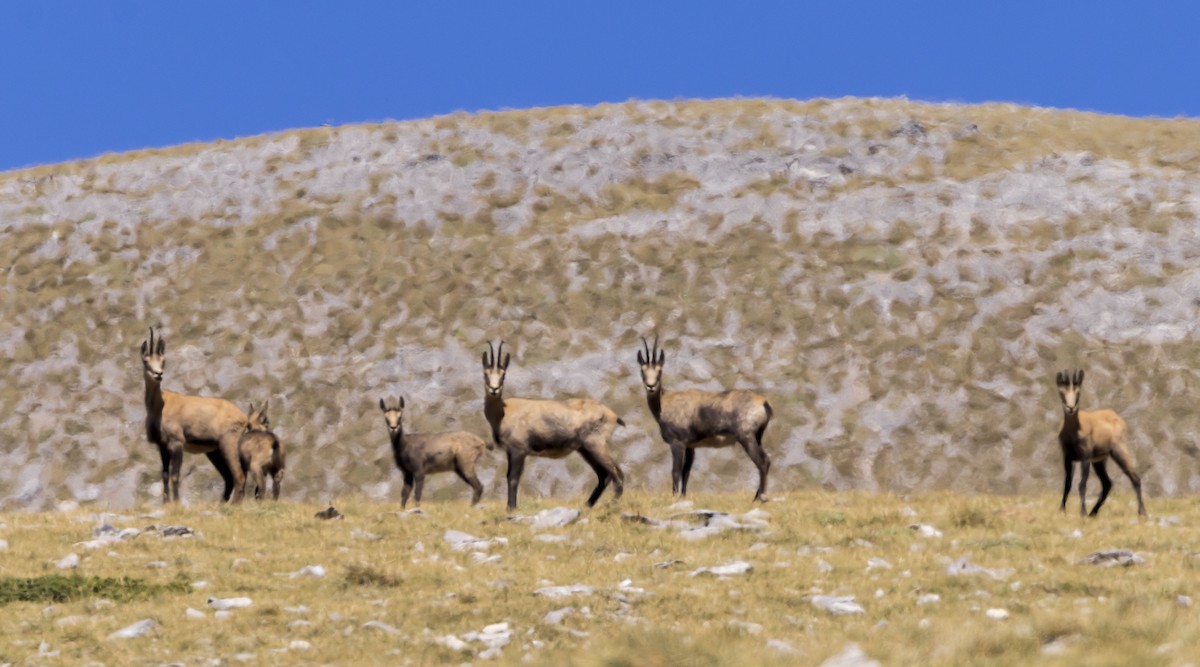 Balkan Chamois - ML641659111